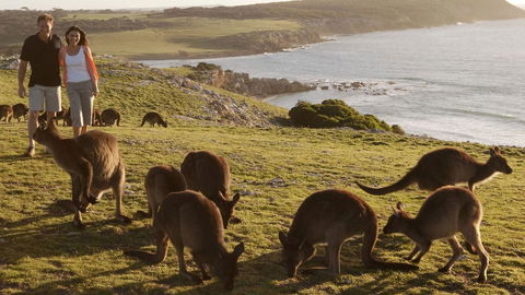 Kangaroo Island Seafront - Accommodation Georgetown 13