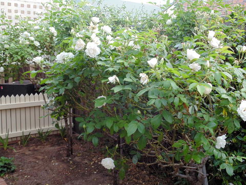 Baronet B & B - Accommodation Georgetown 18
