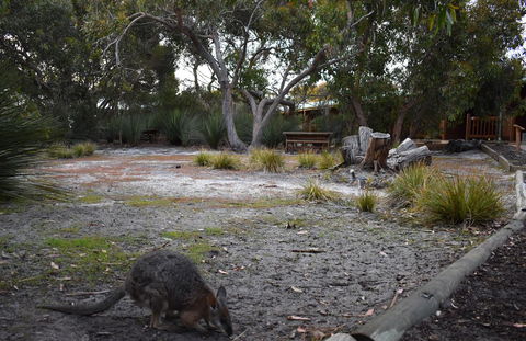 Kangaroo Island Wilderness Retreat - Accommodation Georgetown 1
