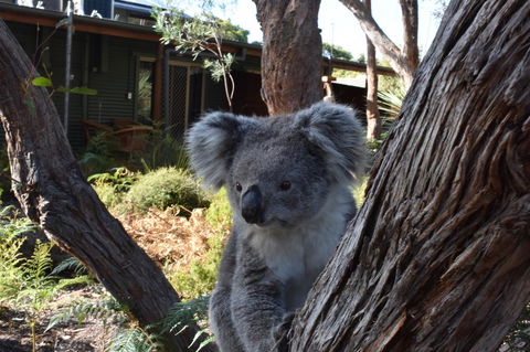 Kangaroo Island Wilderness Retreat - Accommodation Georgetown 6