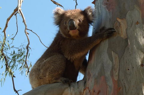 Grassmere House Magill - Accommodation Georgetown 31