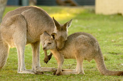 BIG4 Tasman Holiday Parks - Racecourse Beach - Accommodation Georgetown 39