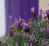 The Purple Door on Seaview - Accommodation Georgetown