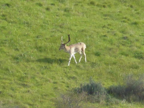 Molly's Chase - Accommodation Georgetown 12