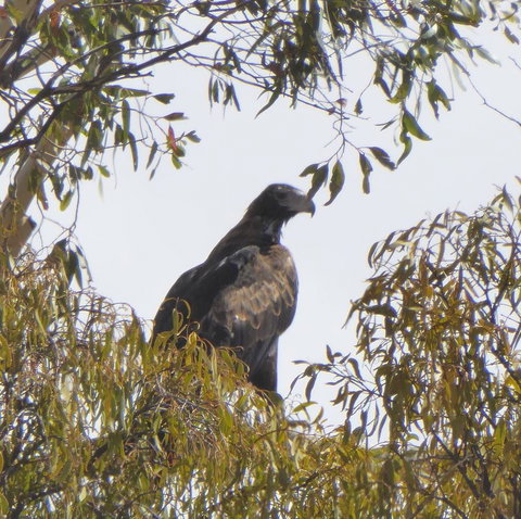 Molly's Chase - Accommodation Georgetown 30