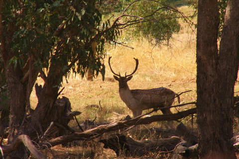 Molly's Chase - Accommodation Georgetown 11