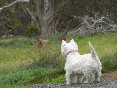 Molly's Chase - Accommodation Georgetown 27