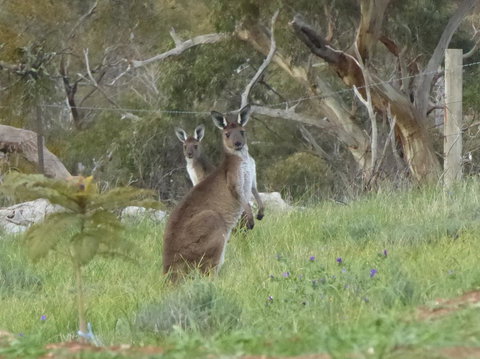 Molly's Chase - Accommodation Georgetown 10