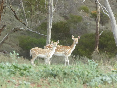 Molly's Chase - Accommodation Georgetown 25