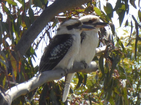 Molly's Chase - Accommodation Georgetown 26