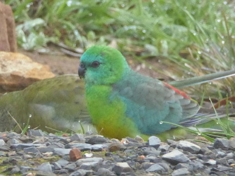 Molly's Chase - Accommodation Georgetown 15