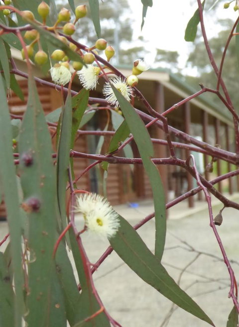 Molly's Chase - Accommodation Georgetown 9