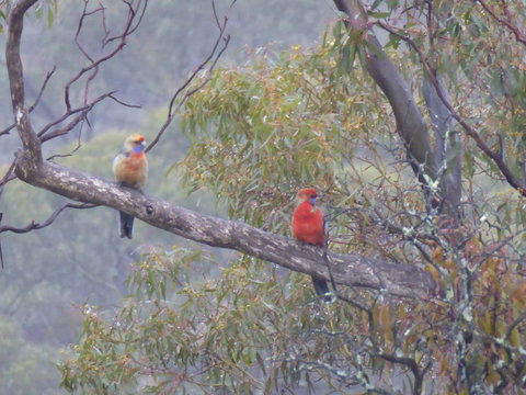 Molly's Chase - Accommodation Georgetown 13