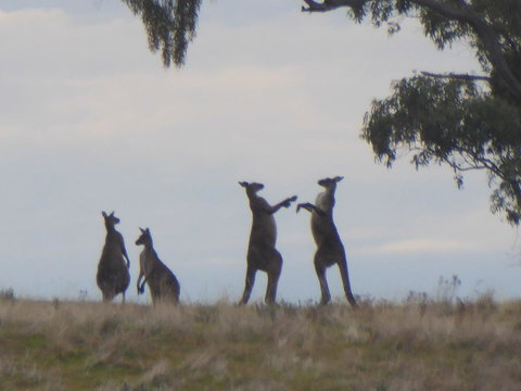 Molly's Chase - Accommodation Georgetown 23