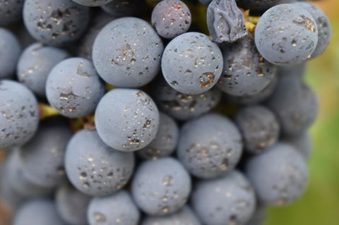 A Coonawarra Experience - Accommodation Georgetown 23