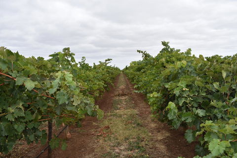 A Coonawarra Experience - Accommodation Georgetown 25