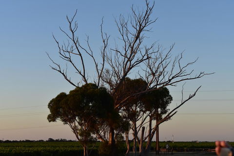 A Coonawarra Experience - Accommodation Georgetown 24