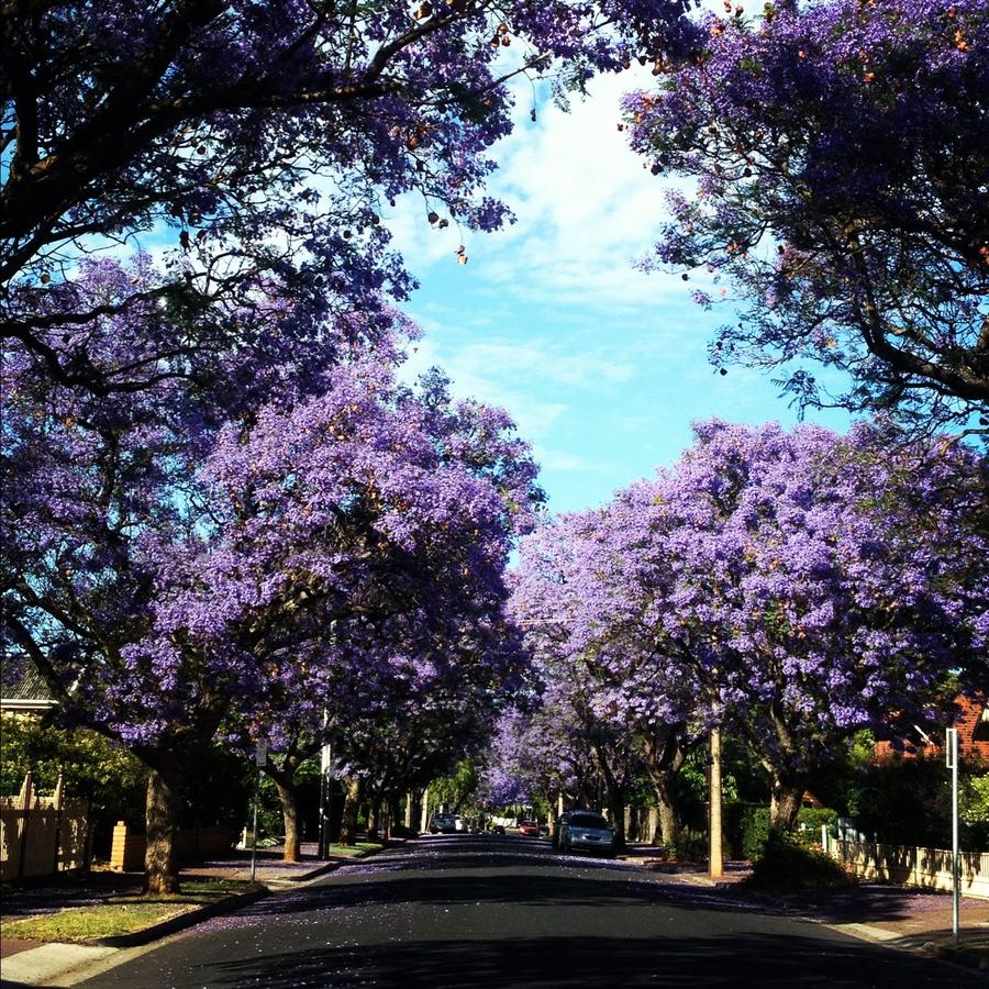 Kings Park SA Accommodation Georgetown