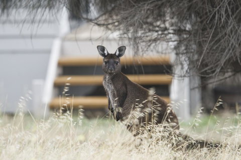 Sea Dragon Kangaroo Island - Accommodation Georgetown 12