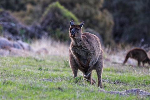 Sea Dragon Kangaroo Island - Accommodation Georgetown 26