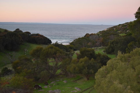 Sea Dragon Kangaroo Island - Accommodation Georgetown 30