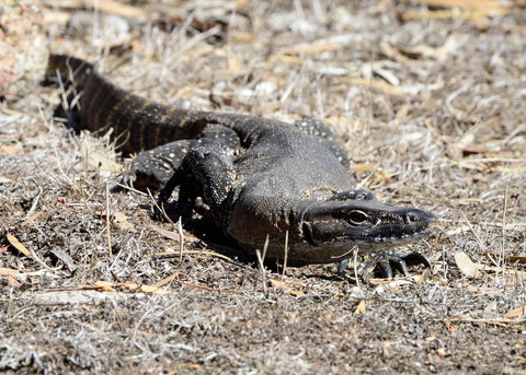 Sea Dragon Kangaroo Island - Accommodation Georgetown 24