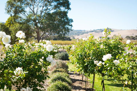 Barossa Vineyard Cottages - Accommodation Georgetown 1