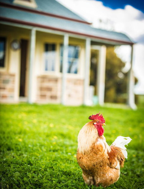 Barossa Vineyard Cottages - Accommodation Georgetown 39