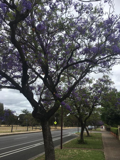 Adelaide Style Accommodation-Close To City-North Adelaide-3 Bdrm- FREE Parking - Accommodation Georgetown 34