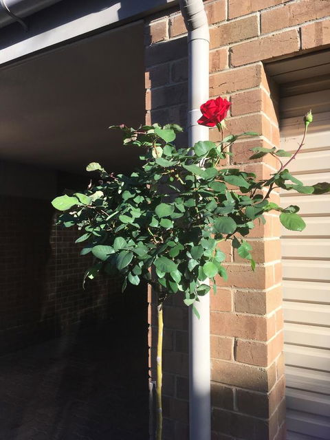 Adelaide Style Accommodation-Close To City-North Adelaide-3 Bdrm- FREE Parking - Accommodation Georgetown 21