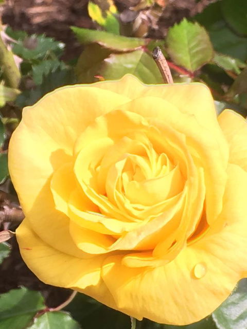 Wine And Roses Bed And Breakfast - Accommodation Georgetown 41