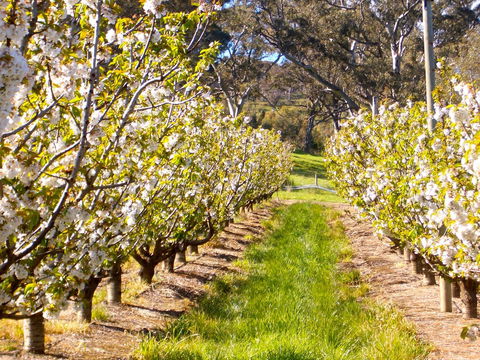 STUDIO ECHUNGA Adelaide Hills - Accommodation Georgetown 18