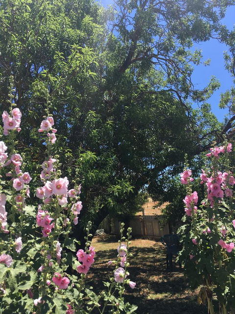 Amy\'s House Bed & Breakfast - Accommodation Georgetown 37