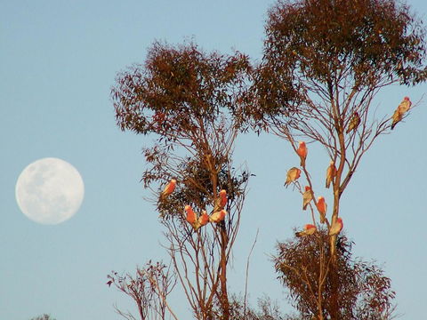 Burra Motor Inn - Accommodation Georgetown 28
