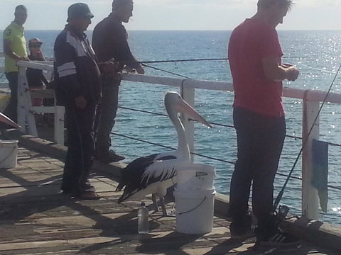 Adelaide Luxury Beach House - Accommodation Georgetown 24