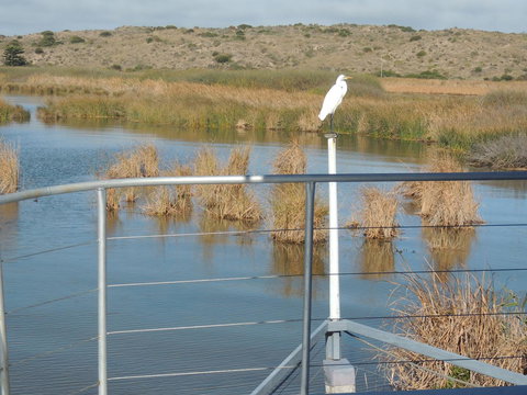 PS Federal Retreat Paddle Steamer Goolwa - Accommodation Georgetown 11