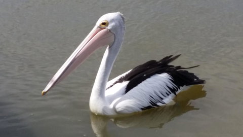 PS Federal Retreat Paddle Steamer Goolwa - Accommodation Georgetown 32