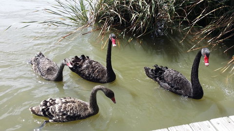 PS Federal Retreat Paddle Steamer Goolwa - Accommodation Georgetown 33