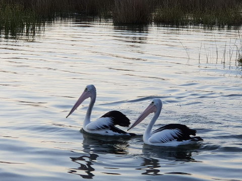 PS Federal Retreat Paddle Steamer Goolwa - Accommodation Georgetown 3