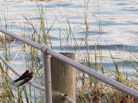 PS Federal Retreat Paddle Steamer Goolwa - Accommodation Georgetown 2