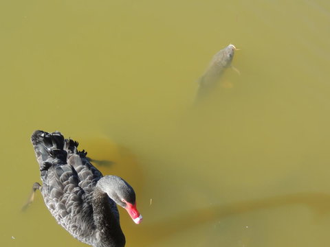 PS Federal Retreat Paddle Steamer Goolwa - Accommodation Georgetown 12
