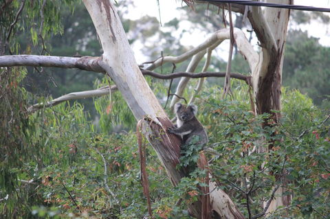 Pirralilla Estate Adelaide Hills - Accommodation Georgetown 24