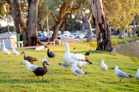 BIG4 Renmark Riverfront Holiday Park - Accommodation Georgetown 9