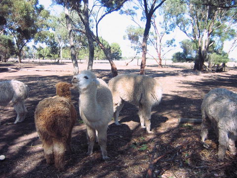 Linger Longer Vineyard - Accommodation Georgetown 20