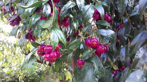 Linger Longer Vineyard - Accommodation Georgetown 16