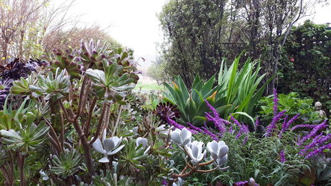 Linger Longer Vineyard - Accommodation Georgetown 15