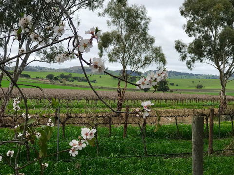 Jasmine\'s Barossa Valley Cottage - Accommodation Georgetown 20