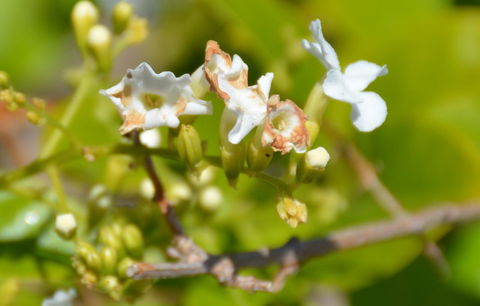 Augusta Courtyard Motel - Accommodation Georgetown 11