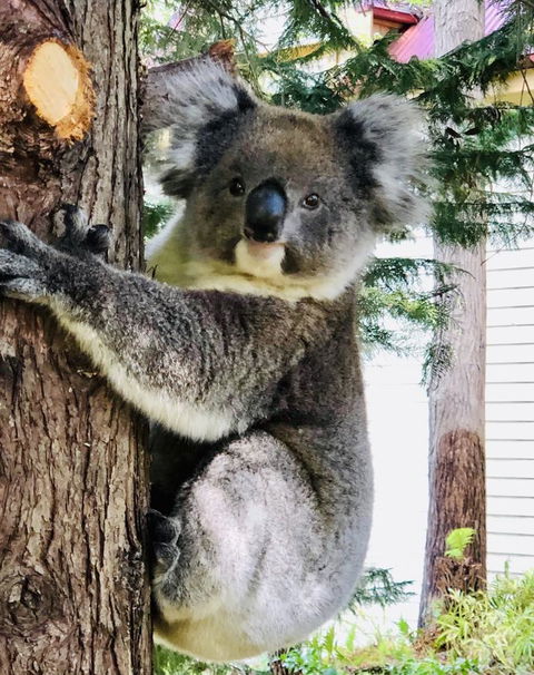 Aldgate Creek Cottage Bed And Breakfast - Accommodation Georgetown 9