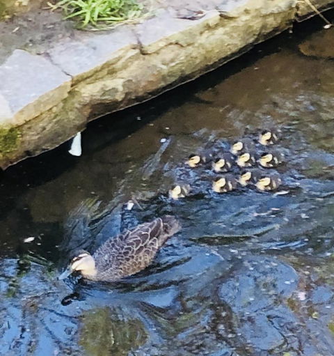 Aldgate Creek Cottage Bed And Breakfast - Accommodation Georgetown 25